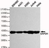 Anti-GAPDH(Human specific) Mouse mAb