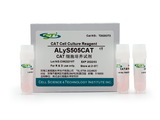 CAT细胞培养试剂ALyS505CAT 